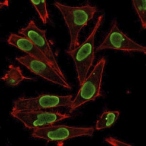 Immunofluorescent staining of PFA-fixed human HeLa cells with Histone H1 antibody (green) and Phallo