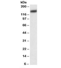 PMCA1 Antibody
