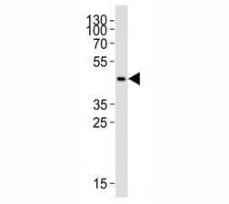 Western blot analysis of lysate from THP-1 cell line using CCR2 antibody at 1:1000.