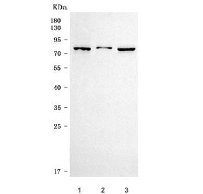 Western blot testing of 1) human HeLa, 2) human ThP-1 and 3) rat PC-12 cell lysate with TM9SF2 antib