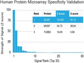 MCM7 Antibody