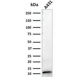S100A2 Antibody