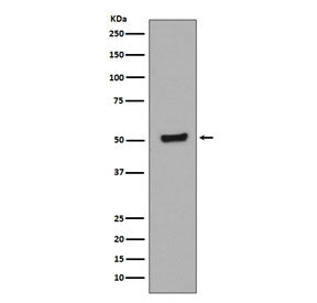 Phospho-p53 Antibody / TP53 (pT55)