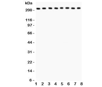 Integrin alpha 5 Antibody