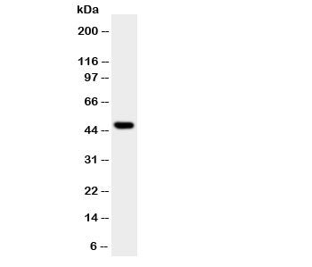 JNK1 Antibody