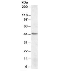 DRAK2 Antibody