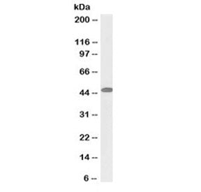 Western blot testing of A549 lysate with biotinylated SNX5 antibody at 2ug/ml. Predicted/observed mo