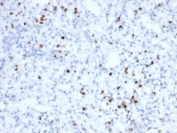 IHC staining of FFPE human tonsil tissue with recombinant GZMB antibody (clone rGZMB/6740). HIER: bo