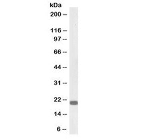 HP1 gamma Antibody / Heterochromatin protein 1 gamma (Biotin Conjugate)
