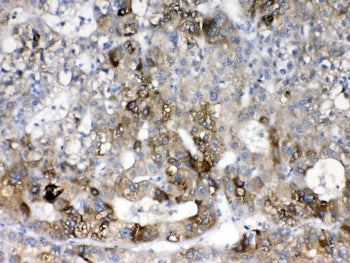 CYP2D6 Antibody