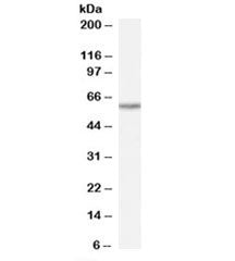 TAIP-12 Antibody