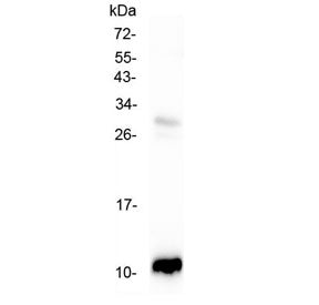 CCL2 Antibody / MCP1