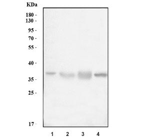 Western blot testing of 1) human HepG2, 2) human HCCT, 3) human HCCP and 4) mouse liver tissue lysat