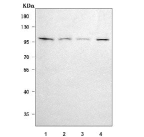 CD106 Antibody / VCAM-1