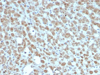 IHC staining of FFPE human adrenal gland tissue with Interleukin-2 (IL-2) antibody (clone IL2/7359).