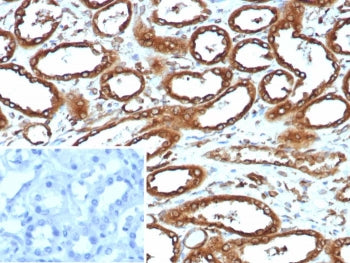 Calnexin Antibody