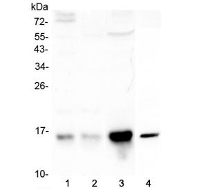 Cystatin C Antibody / Cystatin 3