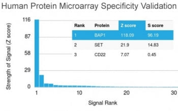 BAP1 Antibody / BRCA1-Associated Protein 1
