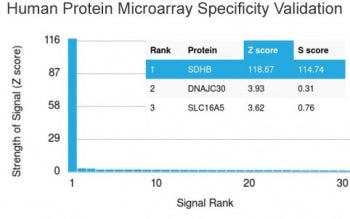 Analysis of HuProt(TM) microarray containing more than 19,000 full-length human proteins using SDHB 
