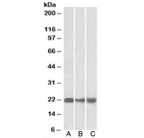 PEBP1 Antibody