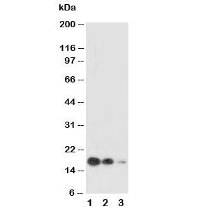 SCF Antibody