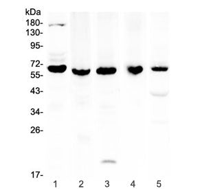 TRAF3 Antibody