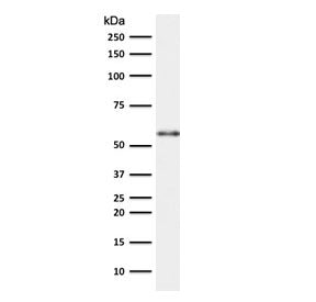 KRT10 Antibody / Cytokeratin 10