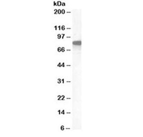 Western blot testing of human placenta lysate with Ezrin antibody at 1ug/ml. Predicted molecular wei