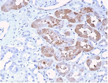 IHC staining of FFPE human kidney tissue with Fibroblast Growth Factor 23 antibody (clone FGF23/4174