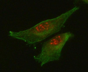 Immunofluorescent staining of FFPE human U-87 MG cells with RETREG1 antibody (red) and Alpha Tubulin