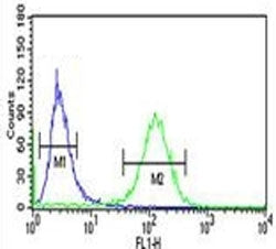 RAB27B Antibody