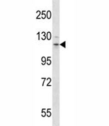 Flt3 Antibody