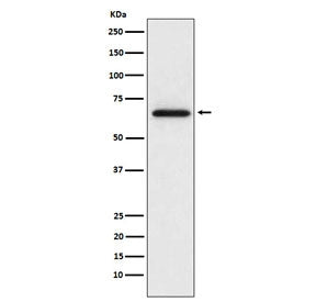 MMP2 Antibody