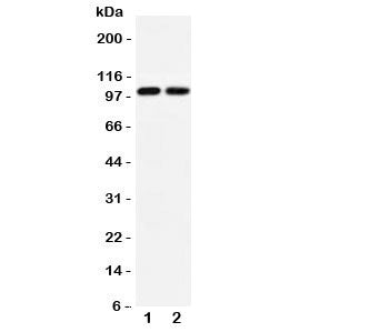 GLUR3 Antibody