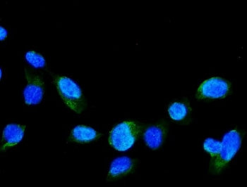 Immunofluorescent staining of FFPE human U-2 OS cells with GRK2 antibody (green) and DAPI nuclear st