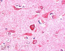 PITPNM3 Antibody