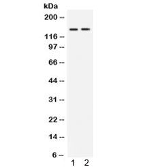 c-Abl Antibody / ABL1