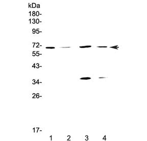 DNA Polymerase lambda Antibody / POLL