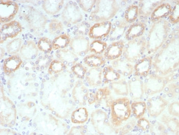 Biotin / Vitamin B7 / Vitamin H Antibody