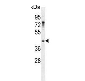 Growth arrest-specific protein 1 Antibody / GAS1