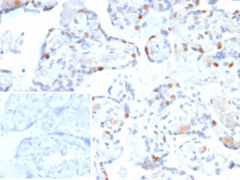 p57 Antibody / p57Kip2