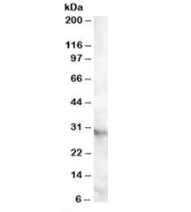 APOA1BP Antibody