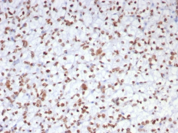 EZH2 Antibody