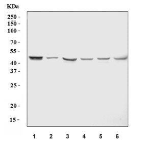 ZIC1 Antibody