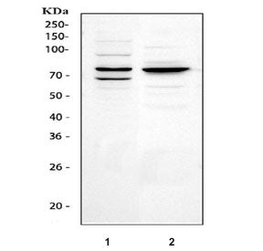 Tec Antibody