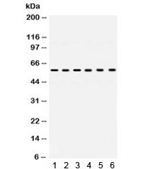 UPF3B / RENT3B Antibody