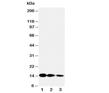 Western blot testing of IL3 antibody and Lane 1: recombinant human protein 10ng; 2: 5ng; 3: 2.5ng