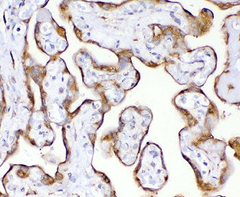 IHC staining of FFPE human placenta with recombinant TIMP2 antibody (clone MPIB2-1R). Required HIER: