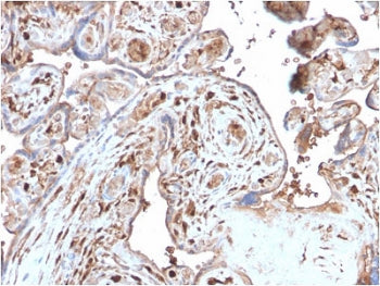IHC testing of FFPE human placenta with recombinant S100A4 antibody. Required HIER: steam sections i