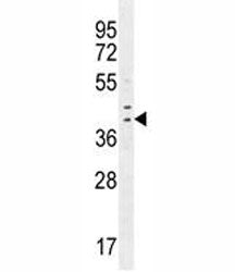 IRF1 Antibody